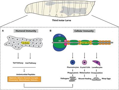 Drosophila Innate Immunity Involves Multiple Signaling Pathways and Coordinated Communication Between Different Tissues